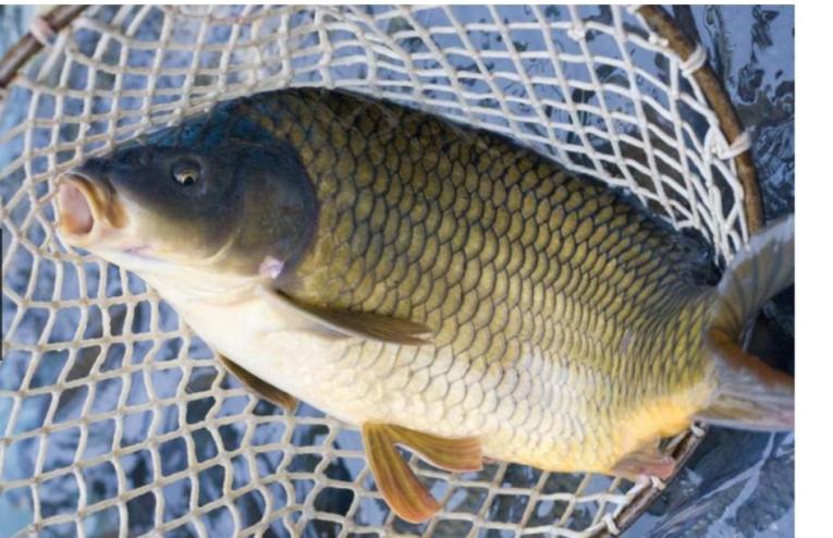 ilustrační obrázek